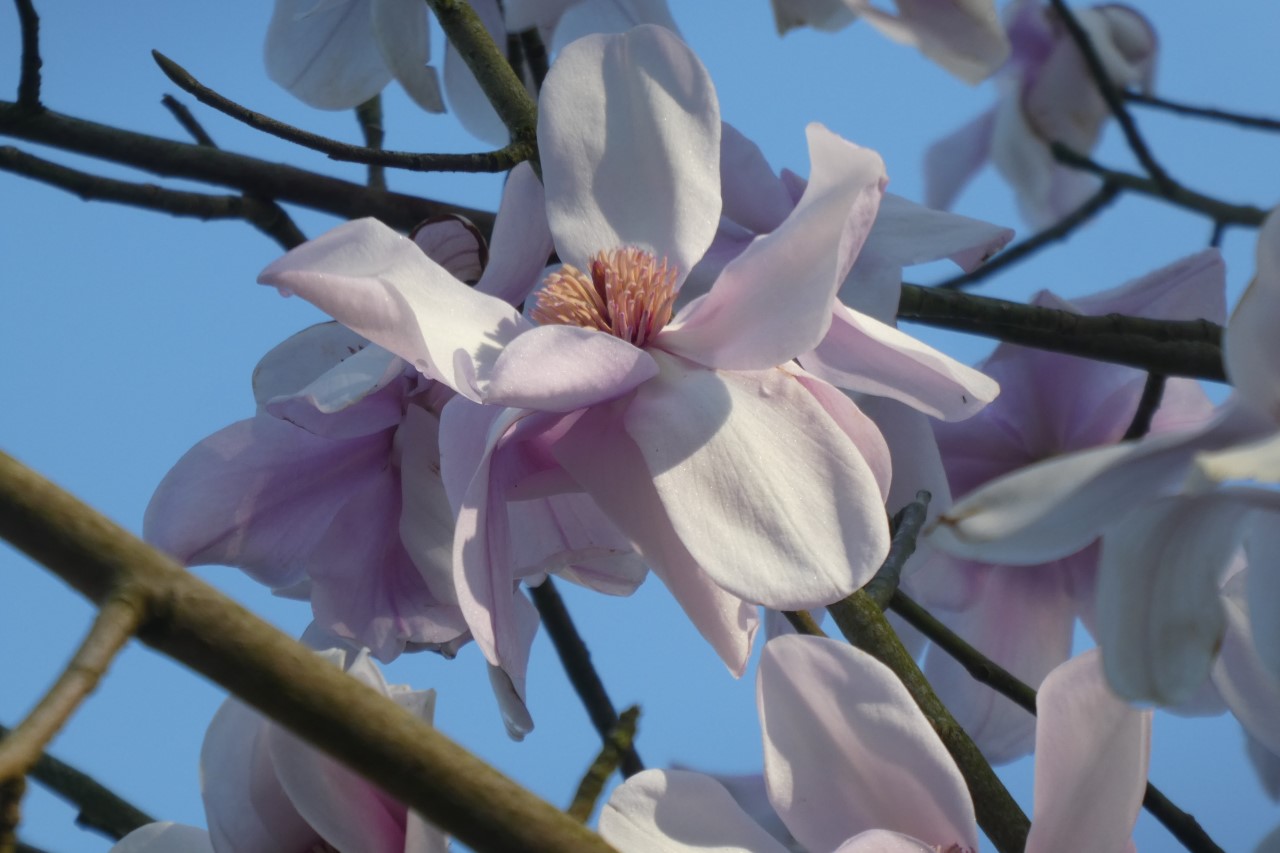 magnolia sargentiana var robusta